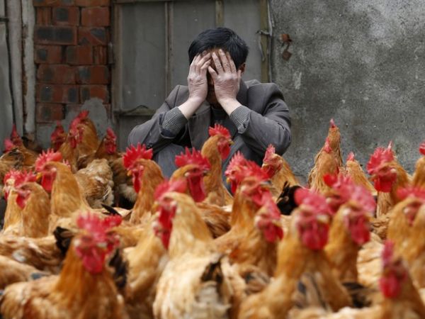 Interdio de mercados reduziu gripe aviria na China em 97%, diz estudo