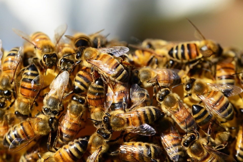 Homem  encontrado morto aps ataque de enxame de abelhas em fazenda