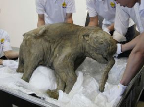 Mamute mais bem conservado do mundo ser exposto em Hong Kong