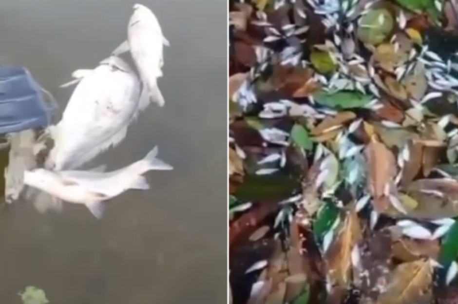 Sema investiga morte de centenas de peixes encontrados boiando prximo a usina; veja vdeo