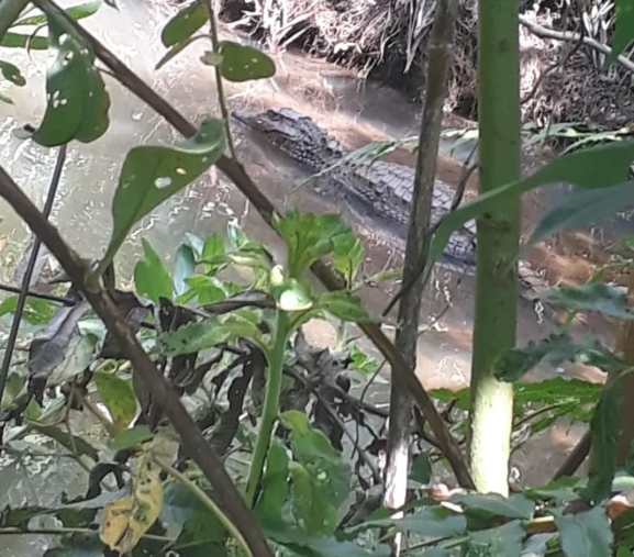 Moradora flagra jacar 'se refrescando' em lago no centro de cidade;  veja vdeo