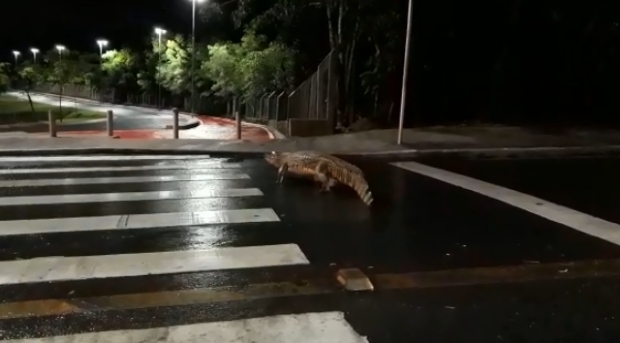 Jacars perambulando por Cuiab, Tamandu em shopping e cobras gigantes chamaram ateno em 2018;  relembre 