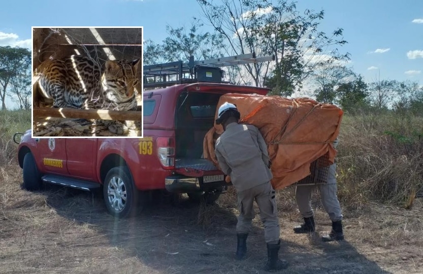 Fazendeiro captura mais uma jaguatirica em armadilha e bombeiros soltam animal em floresta