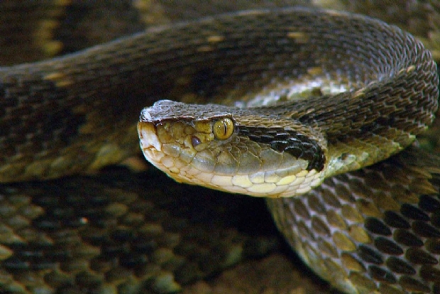 Idoso de 72 anos morre no Pronto-Socorro aps ser picado por cobra jararaca