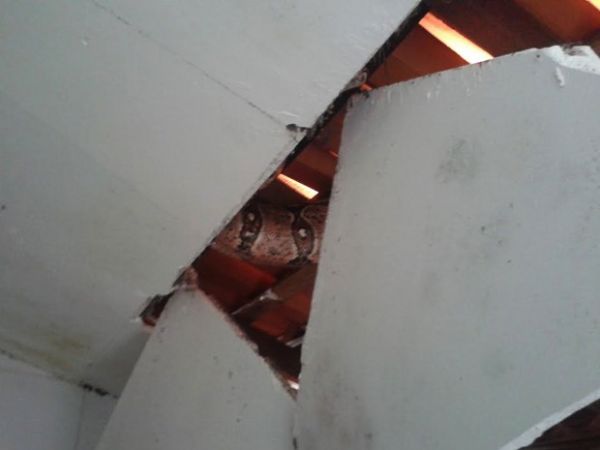 Cobra estava no teto do banheiro e parte do forro chegou a cair