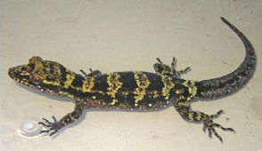 Nova espcie de lagartixa  descoberta em Papua-Nova Guin