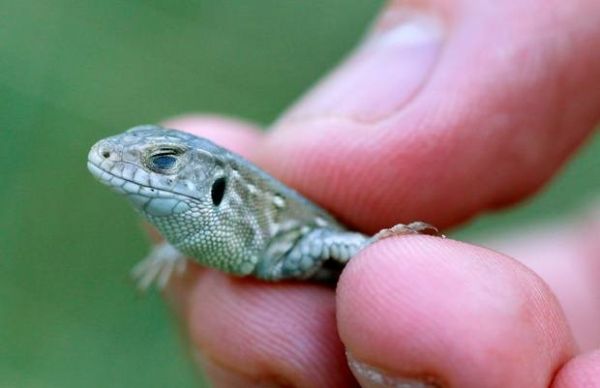Filhotes de lagarto raro so liberados na natureza, no Reino Unido