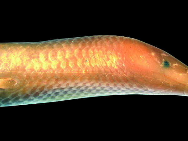 Nova espcie de lagarto africano tem pele sem pigmentao