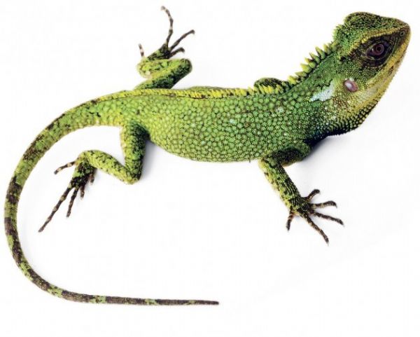 Exemplar da espcie 'Enyalioides altotambo', novo lagarto encontrado por cientistas no Equador