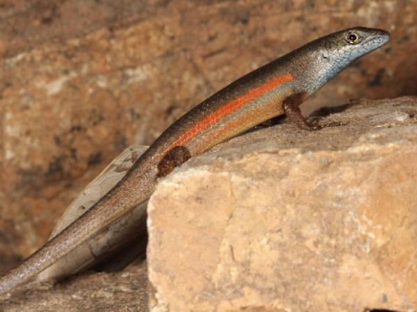 Duas novas espcies de lagartos so descobertas em regio da Austrlia