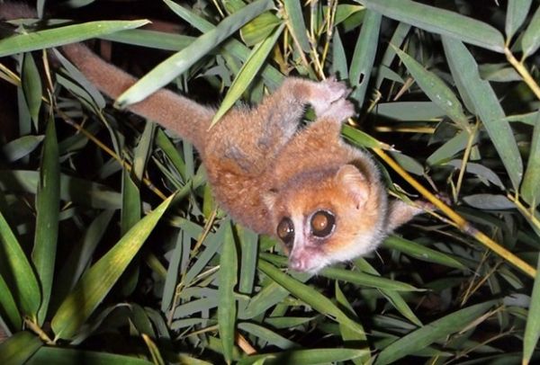 Alemes identificam duas novas espcies de lmures em Madagascar