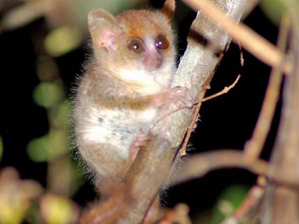 Plano de ONG tenta salvar da extino lmures de Madagascar