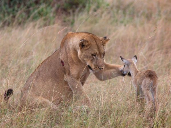 Momento em que a leoa parece acariciar filhote de antlope, quando, na verdade, tentava fazer o filhote se afastar (Foto: Caters)