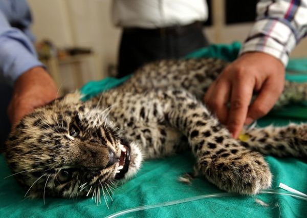 Filhote de leopardo  resgatado na ndia aps sofrer leses na coluna