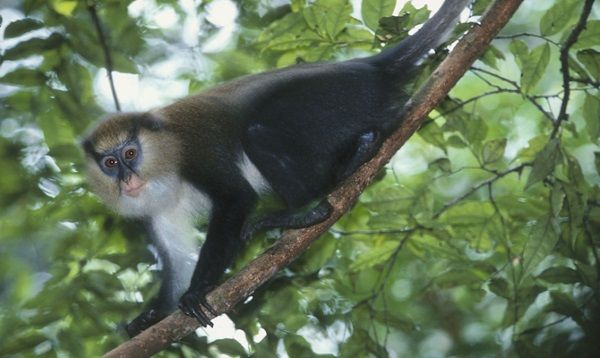 Pesquisadores descobrem detalhes de um sofisticado idioma entre os primatas, possuindo at dialetos locais