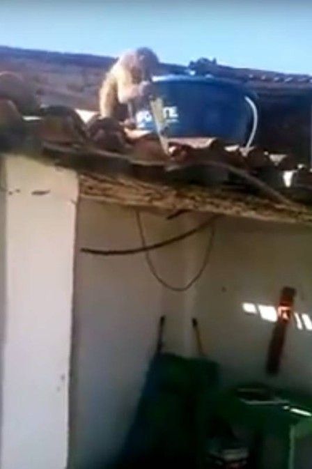 Macaco embriagado ameaa frequentadores de bar na Paraba com uma peixeira