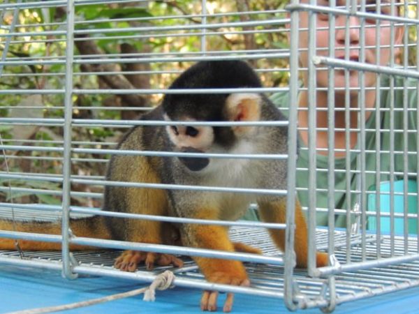 Exemplar de macaco-de-cheiro-da-cara-preta capturado na Amaznia para recolhimento de amostra gentica