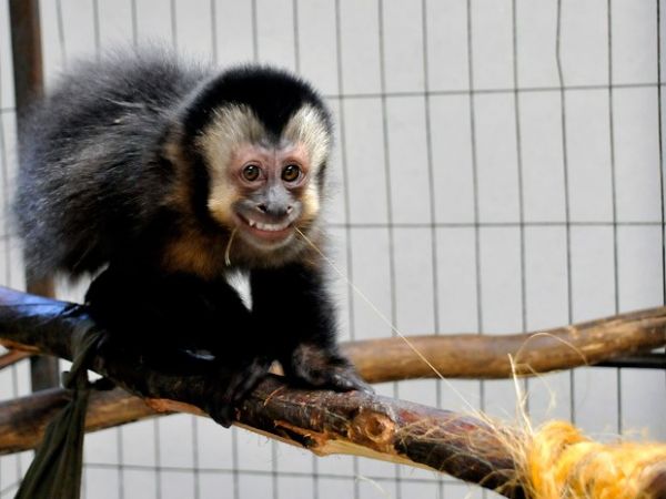 Macaco-prego amputado sorri e faz pose para foto em zoo do RS :: Notícias de MT | Olhar Direto