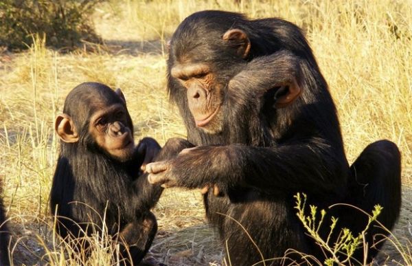 Sociabilizao de chimpanzs rfos  mais difcil e agressiva, diz estudo