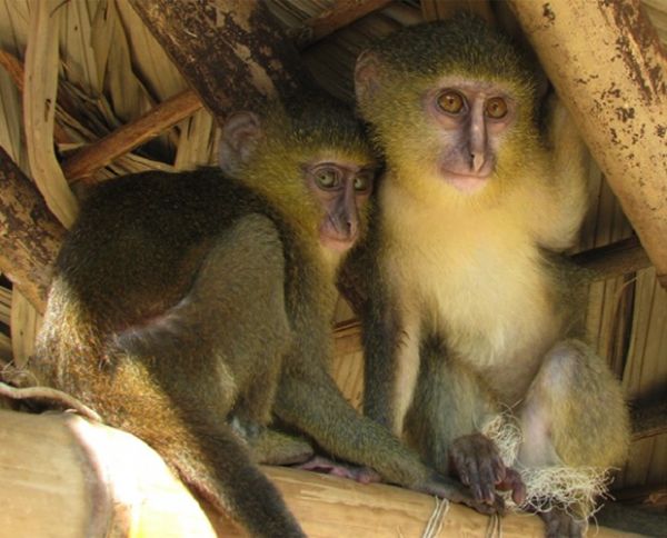 Nova espcie de macaco 'loiro'  descoberta na frica