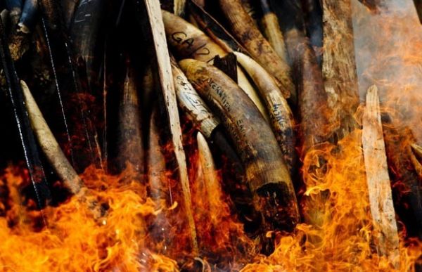 Gabo queima pilha de marfim em ato contra caa ilegal
