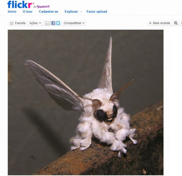Espcie de 'mariposa-poodle' fotografada por cientista na Venezuela