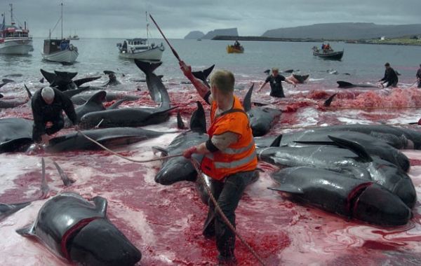Tradio nas Ilhas Faroe promove matana de diversas baleias-piloto