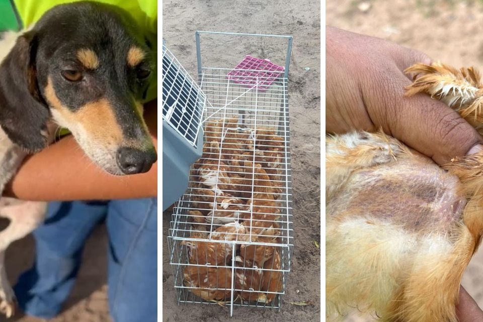 Polcia resgata 34 aves e 5 ces vtimas de maus-tratos: 16 animais foram encontrados mortos