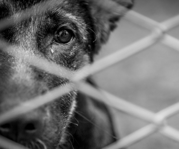 Homem  preso por deixar trs cachorros trancados sem gua e comida