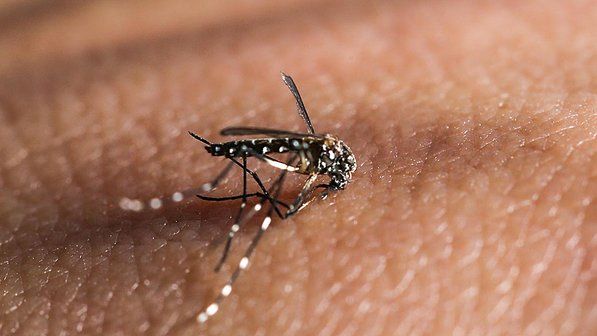 Moradora de Cuiab  o primeiro registro da febre 'Chikungunya'