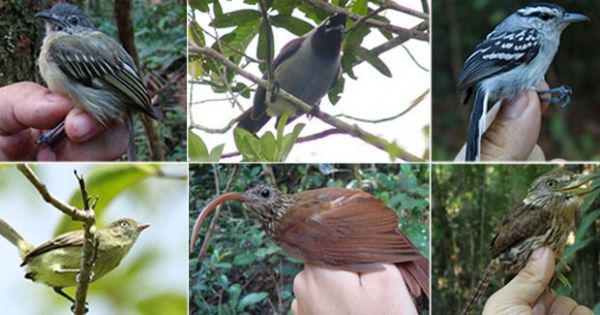 Cientistas descobrem 15 novas espcies de aves na Amaznia