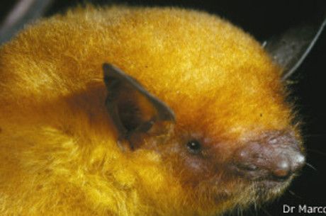 Brasileiro descobre novo morcego dourado na Bolvia