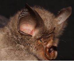 Testes de DNA ajudam na descoberta de 4 espcies de morcego na frica