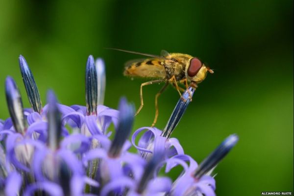 'Beijo de mosca em flor' vence concurso de fotos da Sociedade Ecolgica Britnica