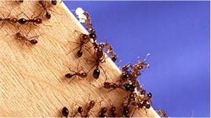 Formigas que se alastram pelo sul dos Estados Unidos so alvo de estudo cientfico no pas