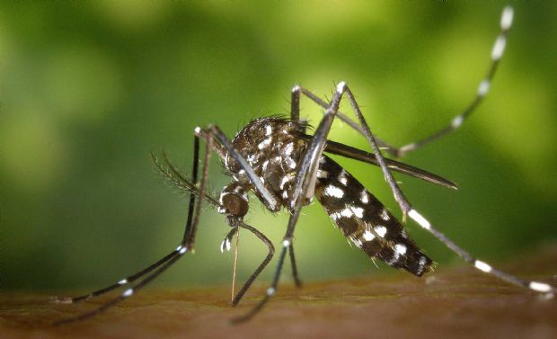 Vrzea Grande alerta para possvel surto de febre chikungunya