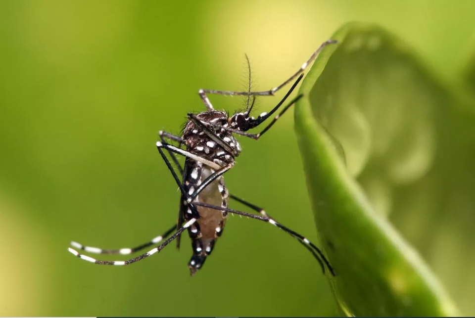 Centro-Oeste lidera surto de dengue e MT tem aumento de 100% nos casos;  veja grfico