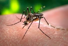 Cuiab integra lista de dez capitais em 'alerta' pelo risco de epidemia de dengue