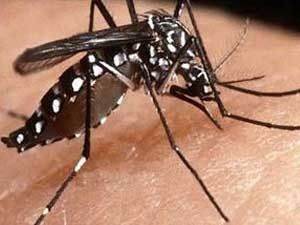 Temperatura do corpo humano modifica vrus da dengue, diz estudo