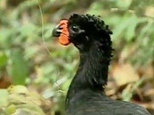 Plano em Alagoas prev medidas para salvar ave com risco de extino