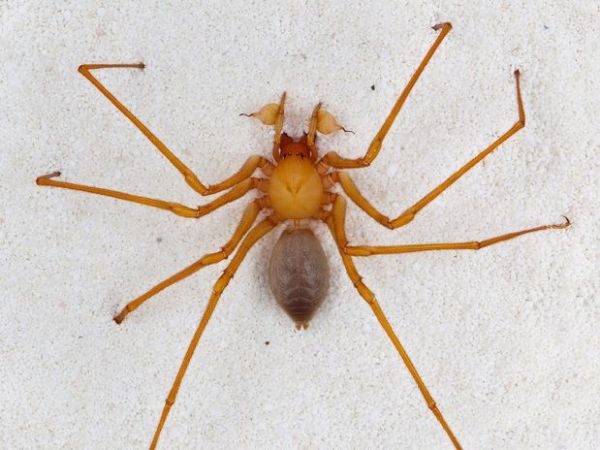 Nova espcie de aranha foi descoberta em caverna dos EUA