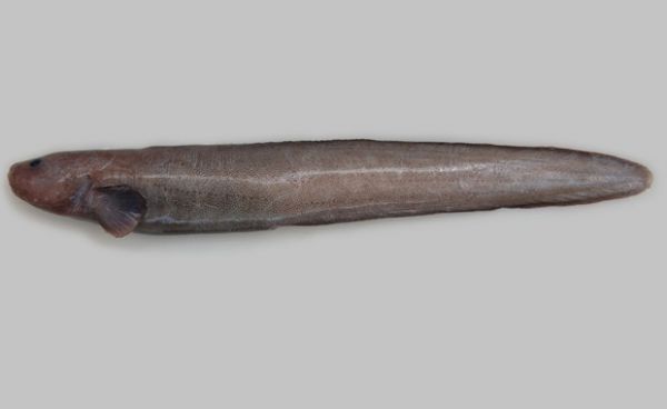 Nova espcie de peixe da famlia 'Zoarcidae'  descoberta