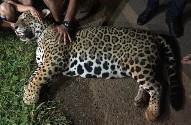 Ona morre atropelada por caminho em rodovia estadual