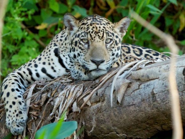 Ona-pintada est mais ameaada na Mata Atlntica e na Caatinga