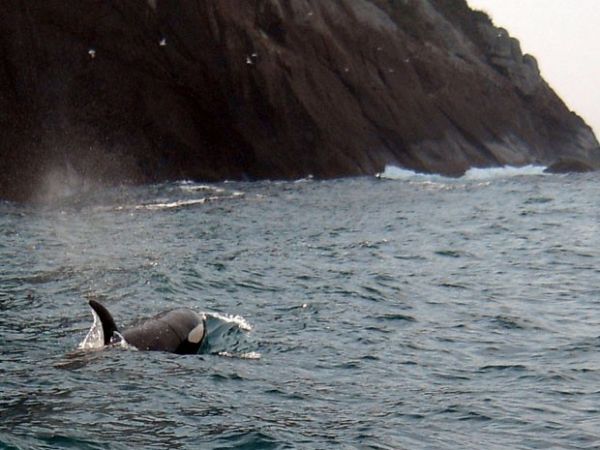 Mergulhadores flagram orca em Ilhabela, no litoral norte de SP