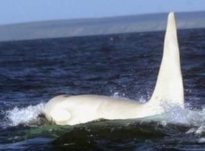 Orca branca adulta  vista 'pela primeira vez' na natureza