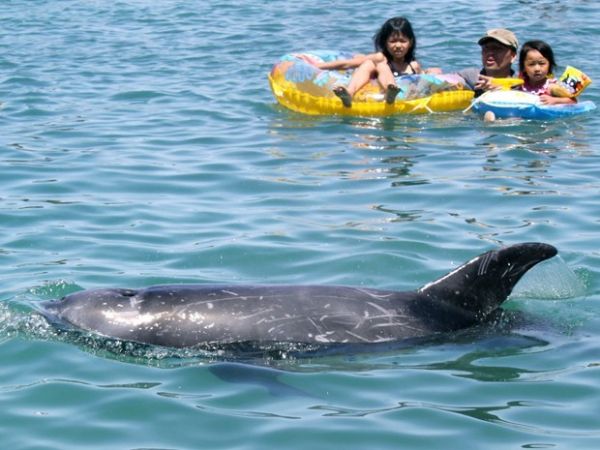 Banhistas nadam ao lado de orca em mar do Japo