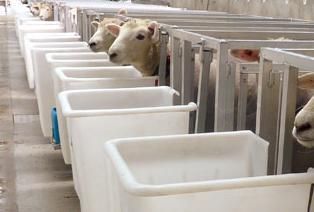 Nova Zelndia tenta reduzir gs metano em flatulncia de ovelhas