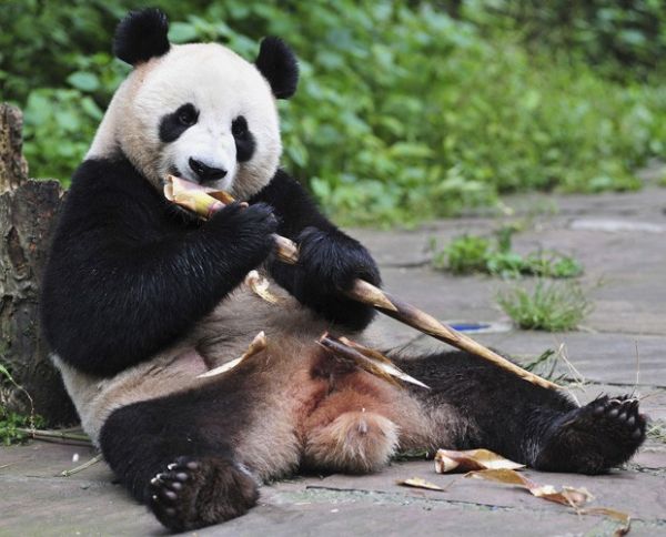 Panda fmea Hu Bao, que est sendo doada para santurio em Cingapura