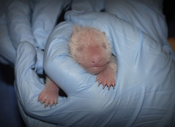 Zoo dos EUA faz teste de DNA para confirmar que panda  pai de filhote